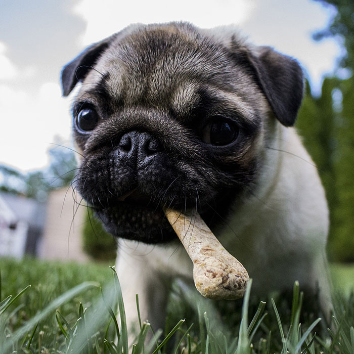 Dog bones for sale on sale